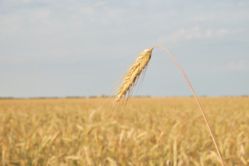 Ear of grain against the sky and fields. spike of grain