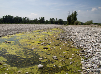 riverbed dry due to drought with pools of stagnant water with green algae