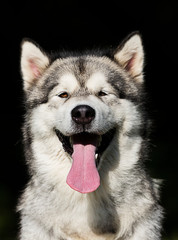 portrait dog in grass Alaskan Malamute breed