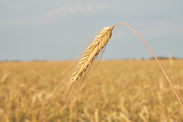 Fototapeta na wymiar Ear of grain against the sky and fields. spike of grain