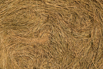Background of compressed straw. background agriculture