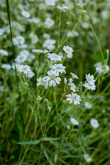 Plants with white beautiful flowers growing in garden at sunny summer day