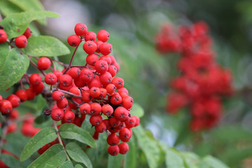 Rowan berries growing on a tree branch, close-up. Medicinal berries of mountain-ash in summer