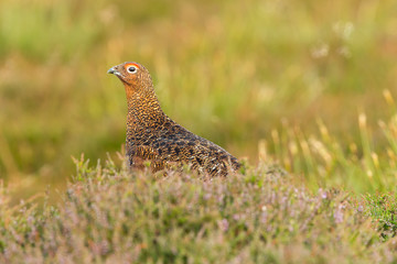 Red Grouse male in summer. Stood in natural moorland habitat, facing left.  Blurred background.  Horizontal.  Space for copy.