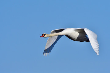 Höckerschwan im Flug