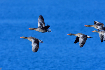 Graugänse in der Oberlausitz	