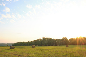 roll of hay on the field in sunset light. Agriculture