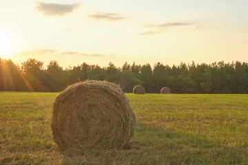 roll of hay on the field in sunset light. Agriculture