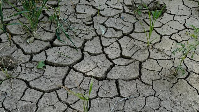 drought and soil, soil cracking, drought result, global warming,