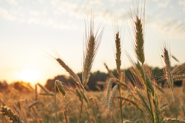 Cereal field in sunset light. Grain field