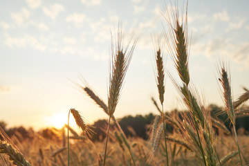Spike of grain in the sunset light. Grain at sunset