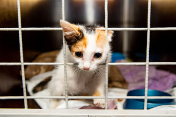 Russia, Moscow. Homeless kitten in a cage in the shelter