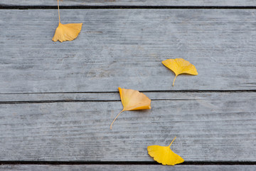 Fototapeta na wymiar Yellow ginkgo leaves on wood floor
