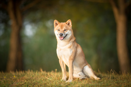 Shiba Inu dog