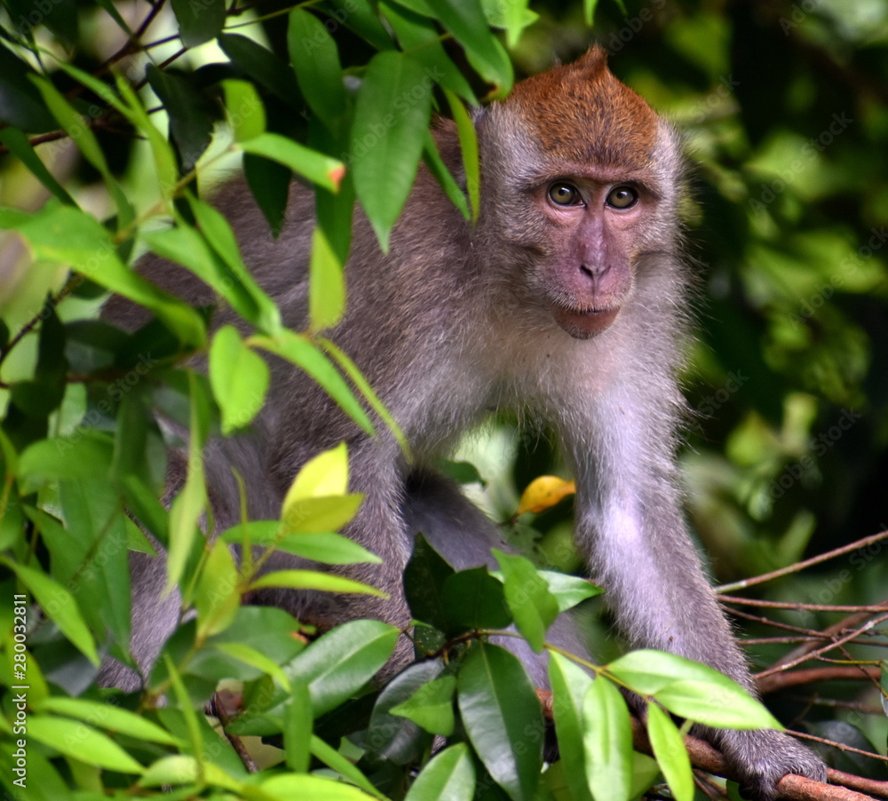 Wall mural macaque monkey in a tree looking at something