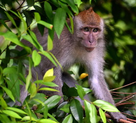 Macaque monkey in a tree looking at something