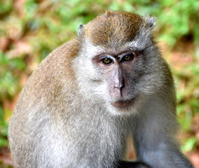 Portrait of a thoughtful macaque monkey 