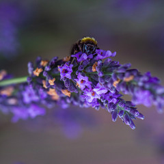 bee on levender in the garden
