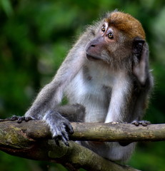 Macaque monkey holding its ear