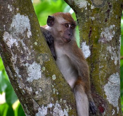 Relaxed macaque monkey sitting in a tree