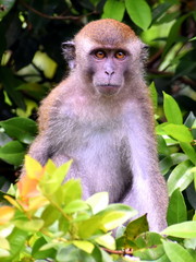 Macaque monkey sitting in a tree