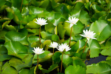 White waterlily flower in pool