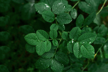 Close Up Top View Green Leaves With Dew Drops Natural Texture Background
