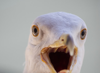 seagull head close up