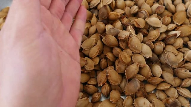 large quantity of apricot kernel, pharmaceutical industry and apricot kernels,