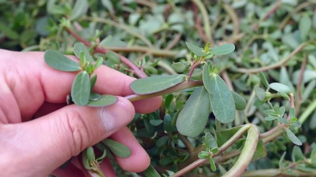 fresh purslane, purslane eaten for breakfast,