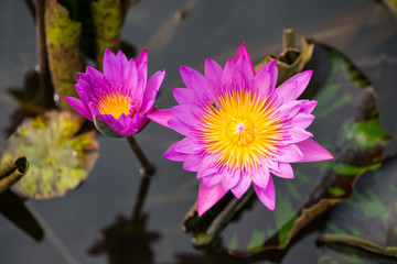 Pink water lily flower and bee in pool