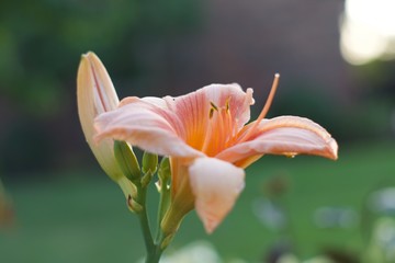 pink lily on black background