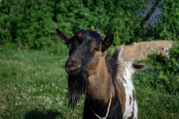 Young baby goat