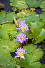 Purple Water lily flower and bee in pool