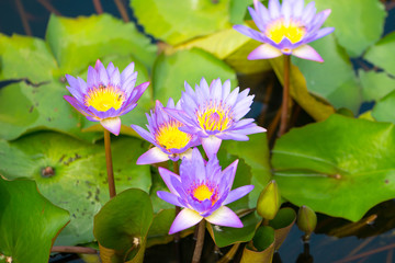 Water lily,Lotus or Waterlily flower in pool