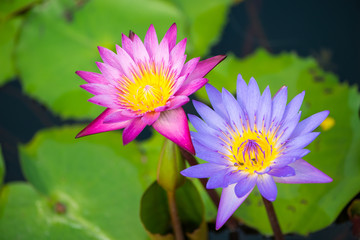 Fototapeta premium Water lily,Lotus or Waterlily flower in pool
