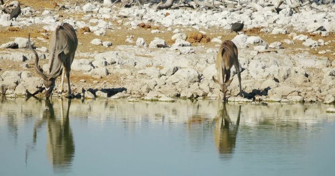 Kudu antelopes drink water