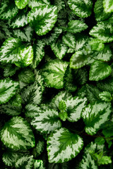 Natural background. The leaves of Plectranthus of closeup.