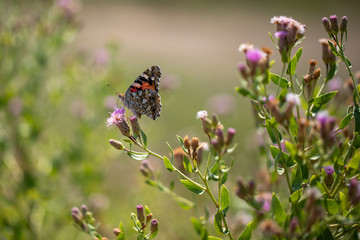 Beautiful butterfly (Vanessa cardui) on a thistle (Cárduus) flower.