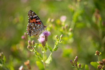 Beautiful butterfly (Vanessa cardui) on a thistle (Cárduus) flower.