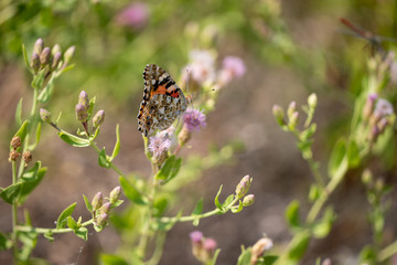 Beautiful butterfly (Vanessa cardui) on a thistle (Cárduus) flower.