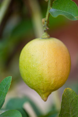 yellow lemon on tree in garden