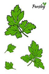 Parsley branches and leaves - Vector