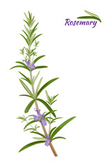 Rosemary (Rosmarinus officinalis). Leaves and flowers - Vector
