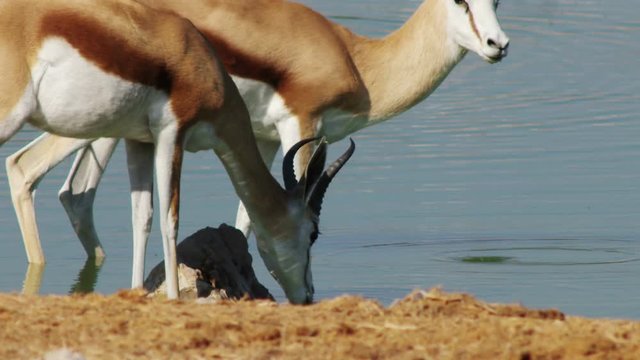 springbok antelopes drink water