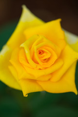 Yellow rose in garden