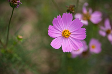 Obraz premium Pink cosmos flower
