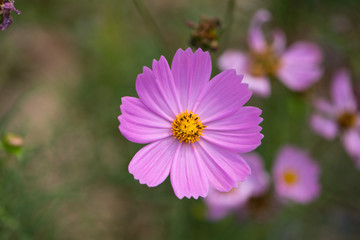 Obraz premium Pink cosmos flower