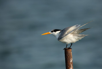 Greater Crested tern perched on a fishing net pipe, Bahrain 