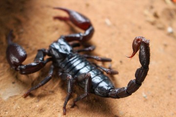 Scorpions are black on the sand